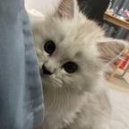 阿唐崽头像