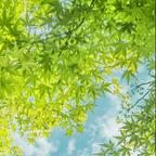颐迩叅头像