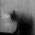 一辆猫头像
