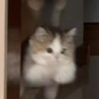 黎头像