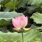 莲莲今朝头像