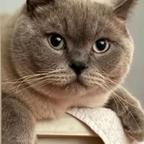 可爱猫猫头像
