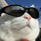 猫叔头像