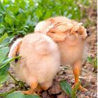 只吃画的饼头像