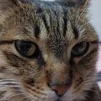 花崽是只狸花猫头像