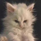 可爱猫猫头像