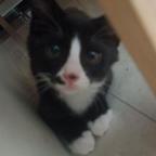 小猫糯米头像