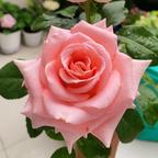 小花.🌷🌼头像