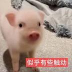 金矿猫似不喵OvK头像