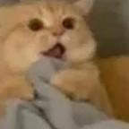 小鱼头像