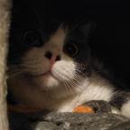 有鱼猫头像