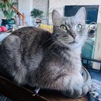金牌鉴片师猫眼头像