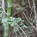 清寡山人头像