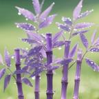 竹柳依依，芳草萋萋头像