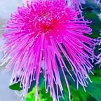 山茶花头像