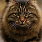 不爱吃鱼的狸花猫头像