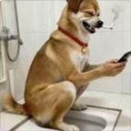 我是土狗头像
