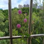 唯愿天天开心头像