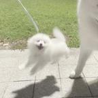 快乐小狗头像