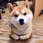 不正经人头像