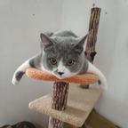 撸猫秃头😸头像