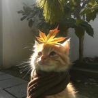 翻斗花园胡图图头像