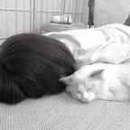 藜.头像