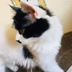 一百是只流浪猫头像