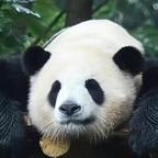 我 是小绵羊头像