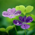 丽海花头像