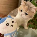 猫小落头像