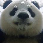 苹果砸在牛顿上头像