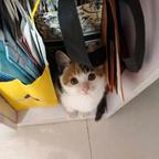 猫喵喵喵喵喵头像