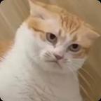 小鱼小鱼哦~头像