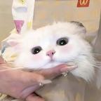 🥬予他头像