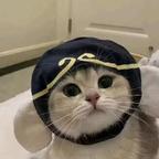 小猫咪666头像