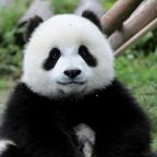 爱盼哒头像