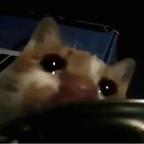 ㅤㅤ头像