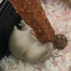 蚂蚁小阳光头像