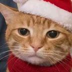 宛若游龙头像