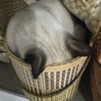 守护猫咪的安燃头像