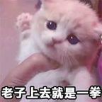 茶茶猪～喵头像