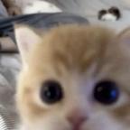 猫头像