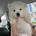 不许伤害小狗头像