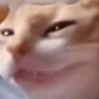 巧克力头像