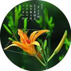 wxm忘忧草头像