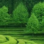 暖阳下de传说头像