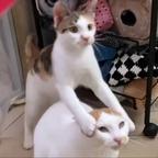 老孟子466577头像
