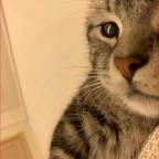 猫爷头像