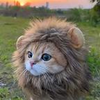 猫头像